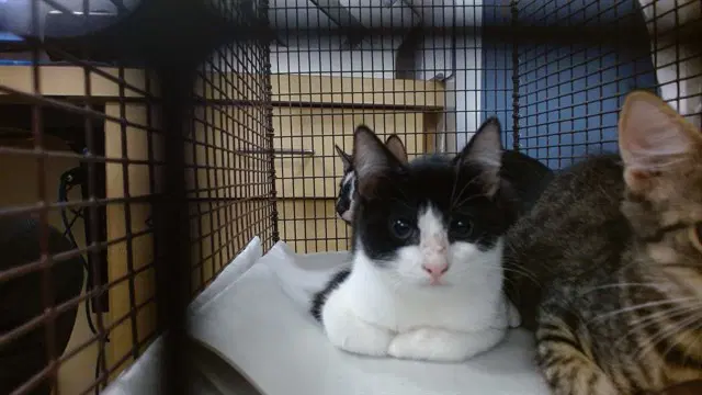 Paola - Domestic Short Hair