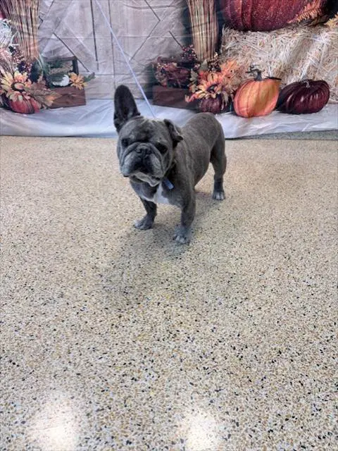 Loui - French Bulldog