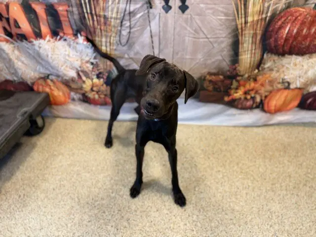 Shade - Labrador Retriever