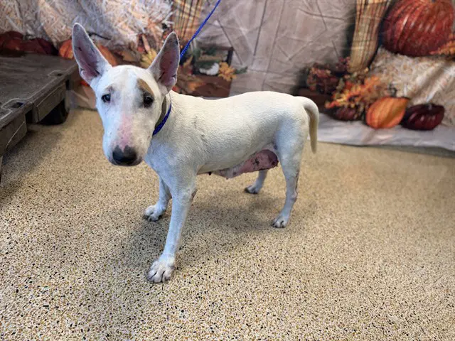 Bluey - Miniature Bull Terrier