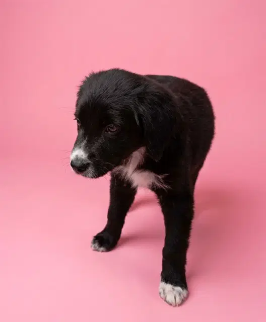 Heaven - Australian Shepherd