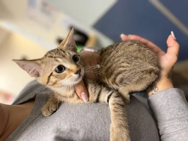 Terry - Domestic Short Hair