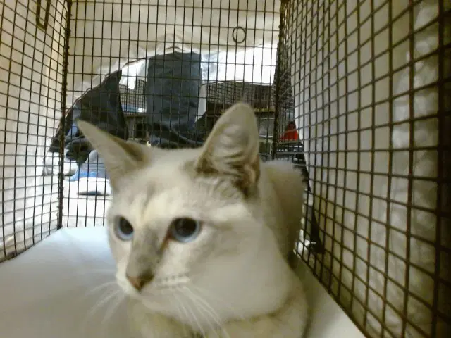 Kiki - Domestic Short Hair