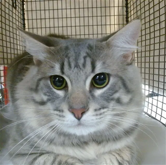Brick - Domestic Short Hair