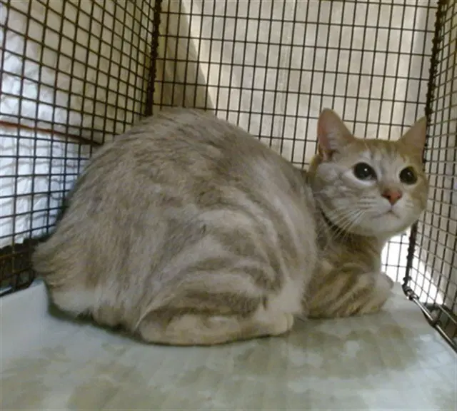 Boomer - Domestic Short Hair