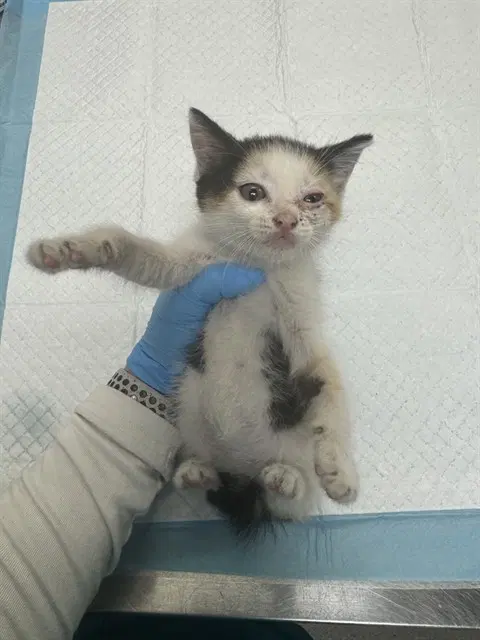 Spider - Domestic Long Hair