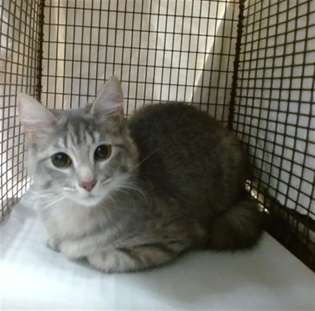 Butch - Domestic Short Hair