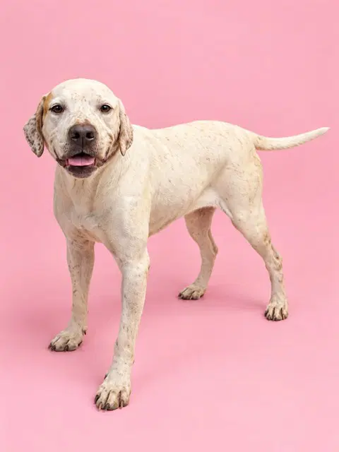 Penny - English Pointer