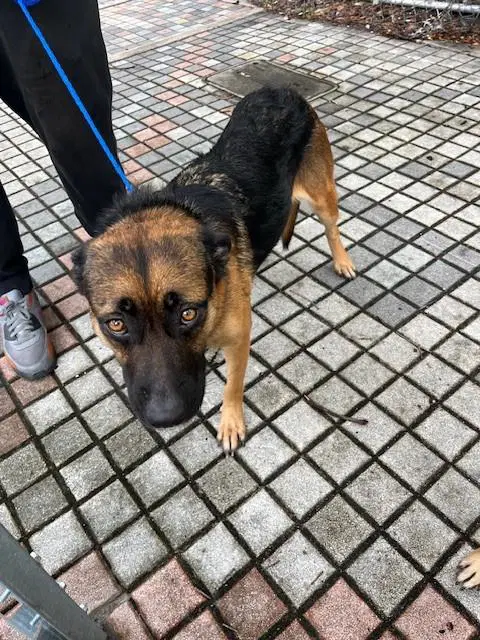 Grace - German Shepherd Dog