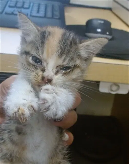 Sugar - Domestic Short Hair