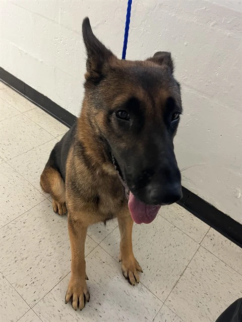 Shep