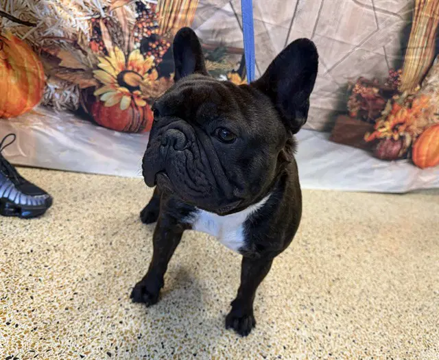 Smokey - French Bulldog