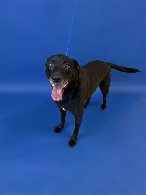 Toby image 1