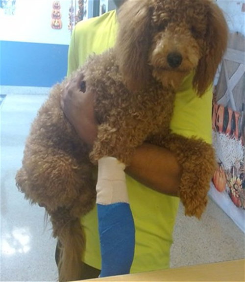 Binky, Poodle (Standard) (medium coat)