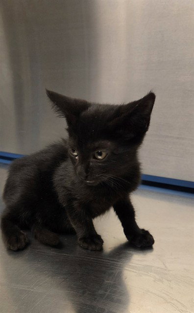 Pookie, Domestic Short Hair (medium coat)