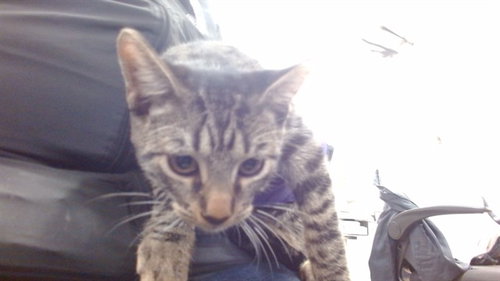 Sabastian, Domestic Short Hair (medium coat)