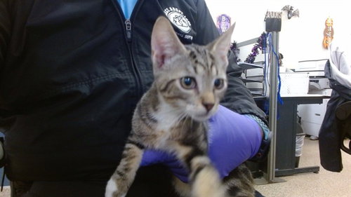 Jason, Domestic Short Hair (medium coat)
