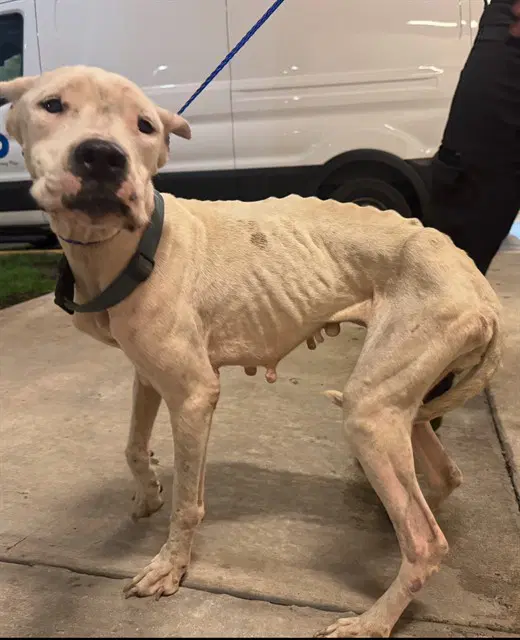 Avi - Dogo Argentino