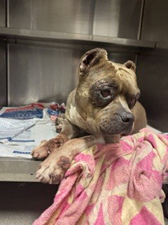 Bella, American Staffordshire Terrier (medium coat)