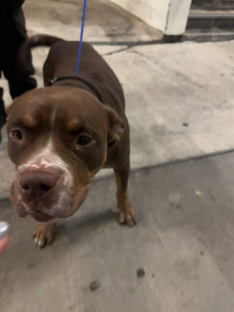 Gordi, American Bulldog / Mixed (medium coat)