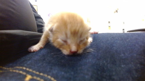 Cheetos, Domestic Short Hair (medium coat)