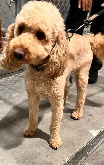 Chucky - Golden Retriever