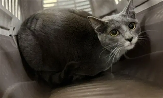 Jasper - Domestic Short Hair