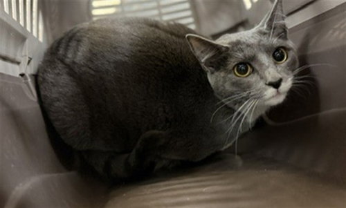 Jasper, Domestic Short Hair (medium coat)