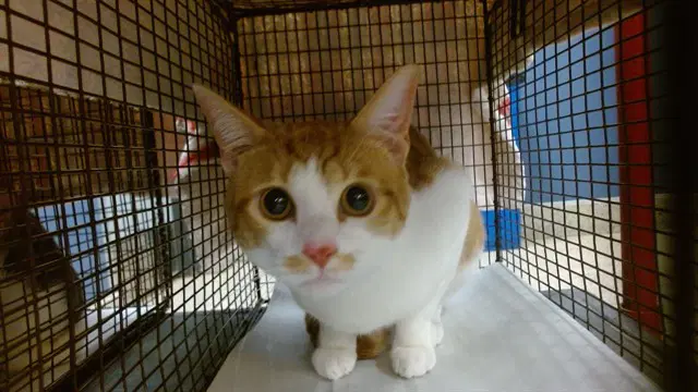 Jerry - Domestic Short Hair