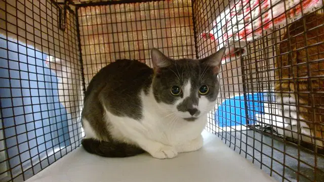 Loki - Domestic Short Hair