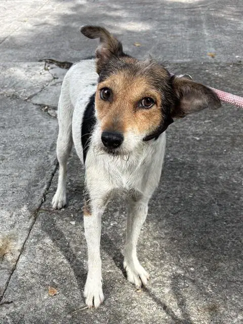 Peaches - Parson Russell Terrier