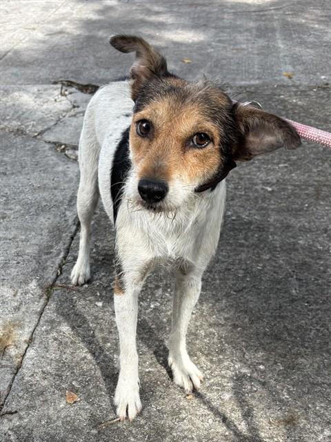 Peaches, Parson Russell Terrier (medium coat)