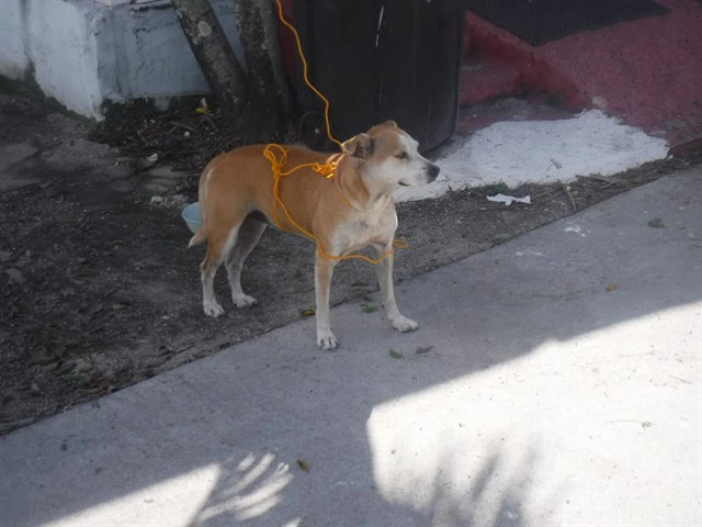 Cora