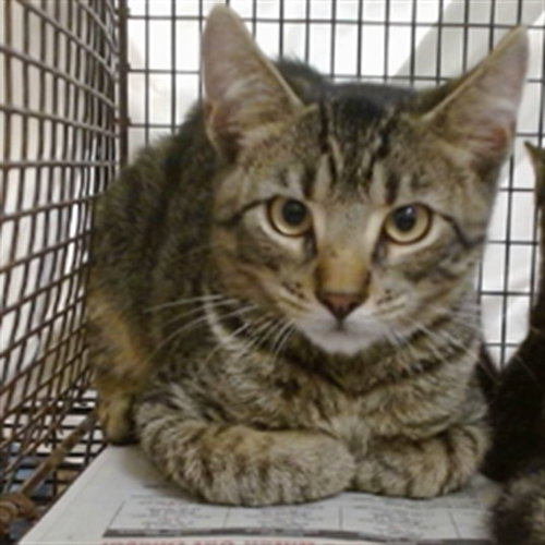 Jason, Domestic Short Hair (medium coat)