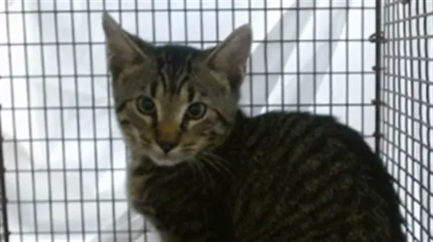 Michael - Domestic Short Hair