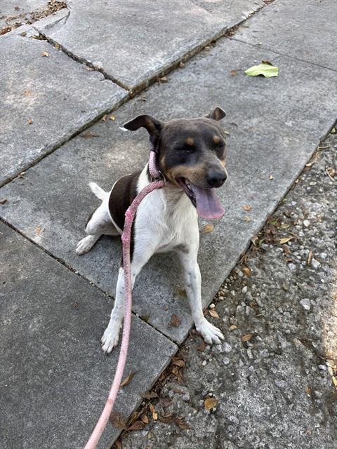 Toad, Chihuahua (medium coat)