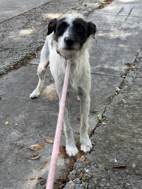 Gumpa, Border Terrier (medium coat)