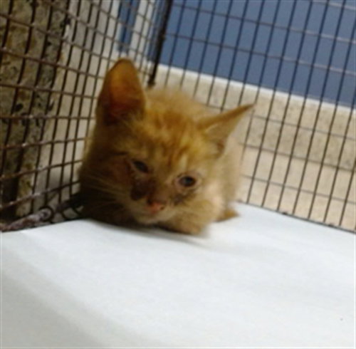 Gene, Domestic Short Hair (medium coat)