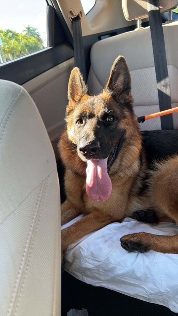 Stella, German Shepherd Dog (medium coat)