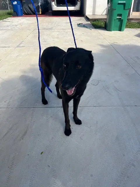 Jay - Belgian Shepherd Malinois