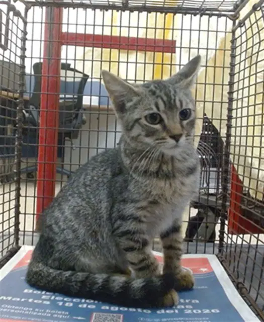 Mickey - Domestic Short Hair