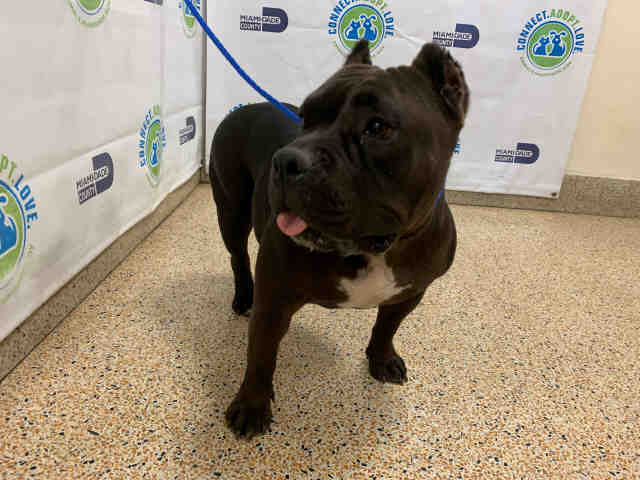Luna - American Bulldog