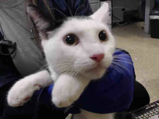 Tito - Domestic Short Hair