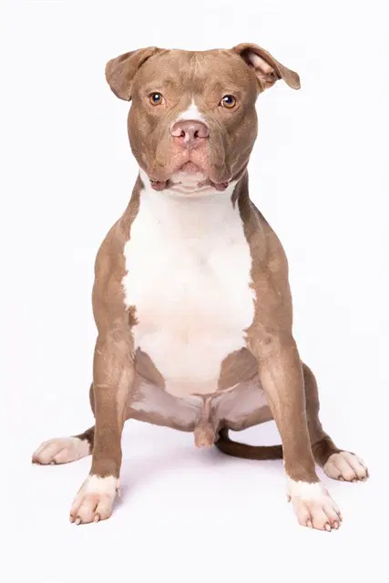 Bolo - American Bulldog