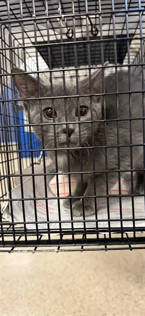 Barnaby - Domestic Short Hair