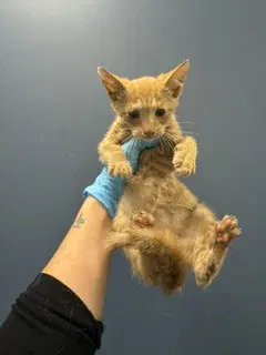 Houdinni - Domestic Short Hair