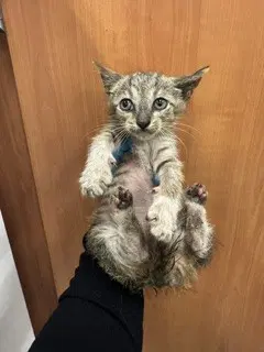 Pops - Domestic Short Hair