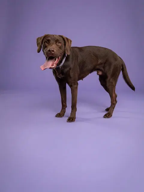 Molly - Pointer