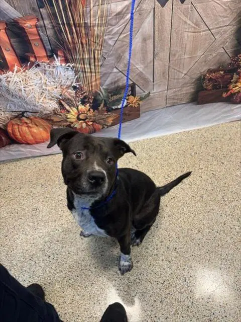 Duce - American Staffordshire Terrier
