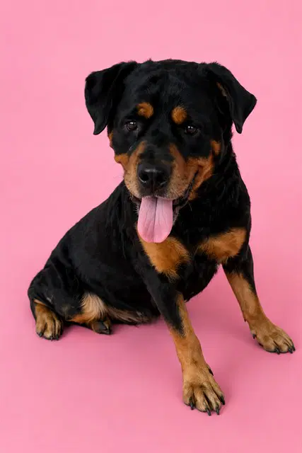 Rosie - Rottweiler